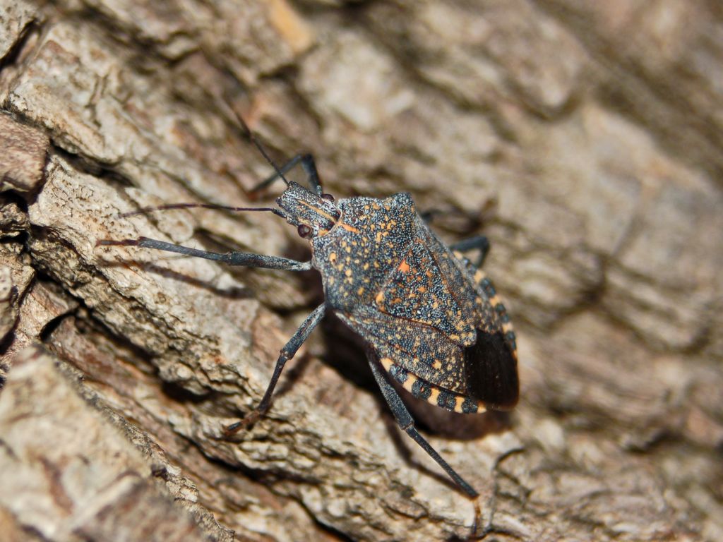 Un pentatomide maculato di giallo